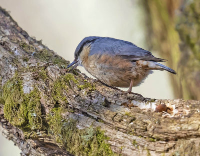 Nuthatch 
