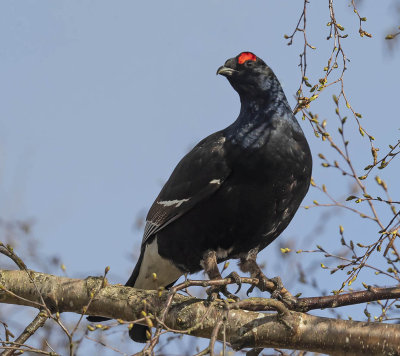Black Grouse 