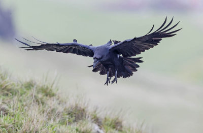 Raven 