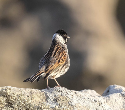 Reed Bunting (male)