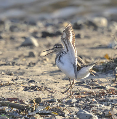 Common Sandpiper 