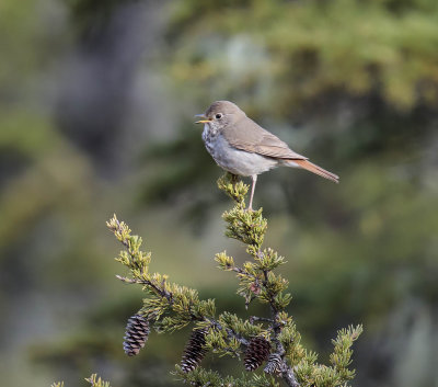 Hermit Thrush  