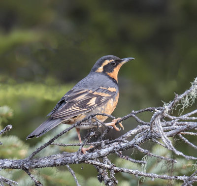 Varied Thrush