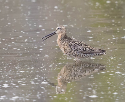 Short-billed Dowitcher