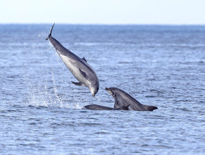 Bottlenose Dolphins