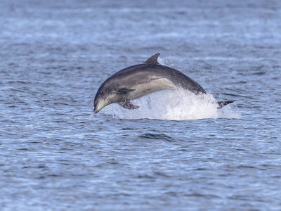 Bottlenose Dolphin