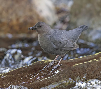 American Dipper