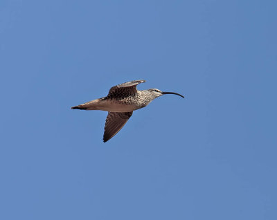 Bristle-thighed Curlew