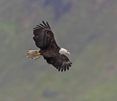 Bald Eagle