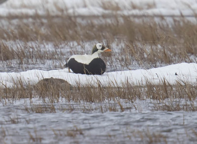 Spectacled Eider