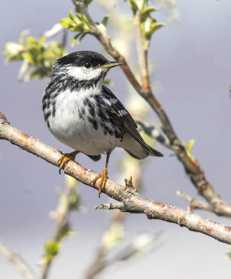 Blackpoll Warbler