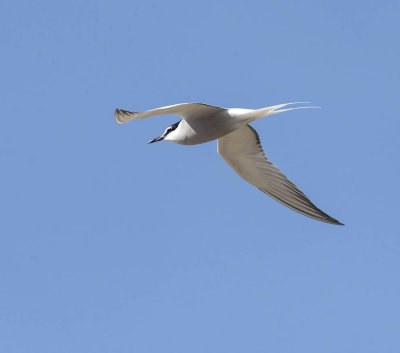 Aleutian Tern