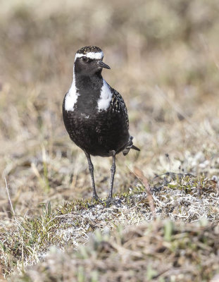 American Golden Plover