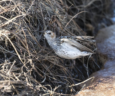 Western Sandpiper