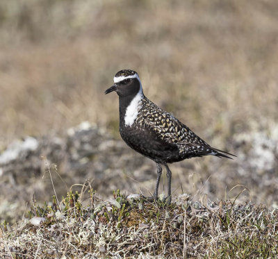 American Golden Plover