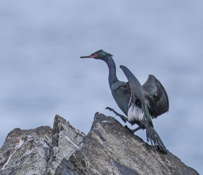 Red-faced Cormorant