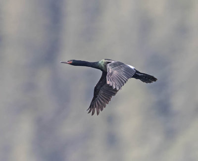 Red-faced Cormorant