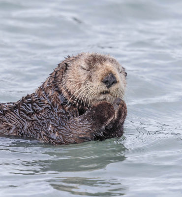 Sea Otter