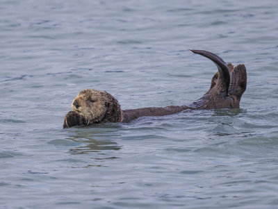 Sea Otter