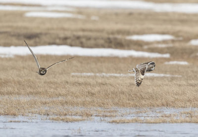 Short-eared Owls