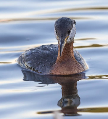 Red-necked Grebe