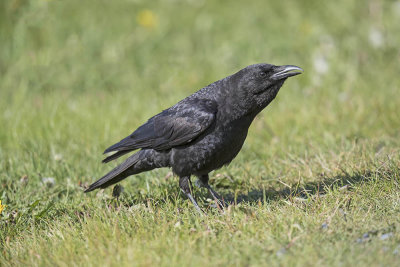 North-western Crow