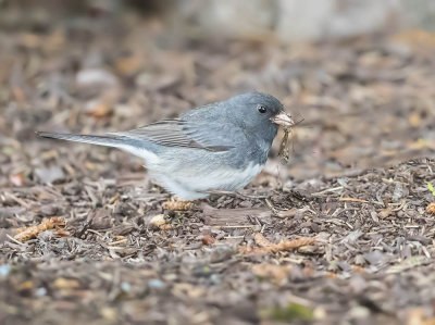 Dark-eyed Junco