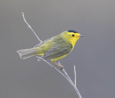 Wilson's Warbler