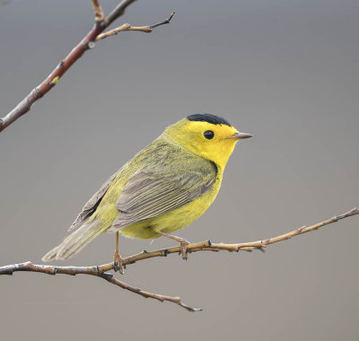 Wilson's Warbler