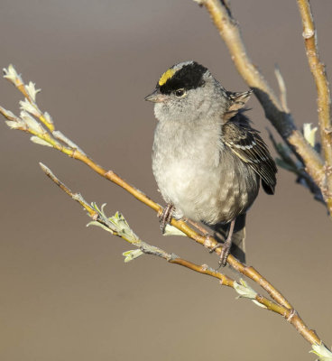 Golden-crowned Sparrow