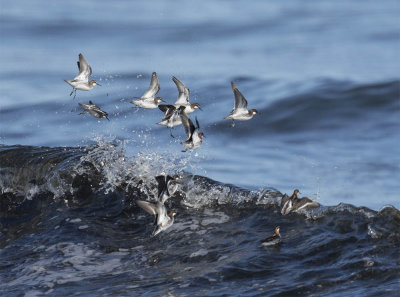 Red-necked Phalarope