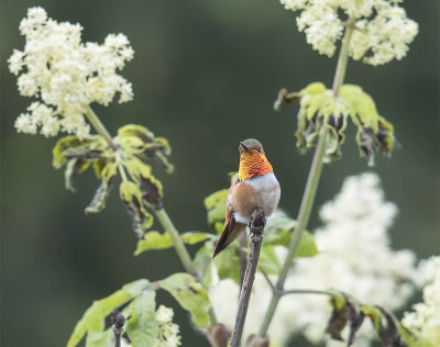 Rufous Hummingbird