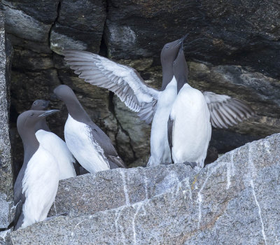 Guillemot