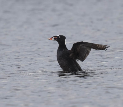 Surf Scoter