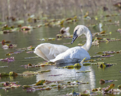 Trumpeter Swan