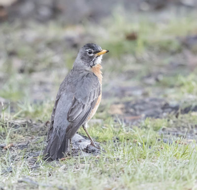 American Robin