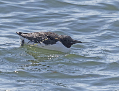 Brunnich's Guillemot