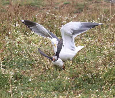 Lesser Black-backed Gull