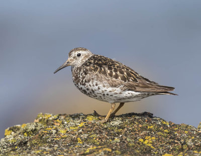 Purple Sandpiper
