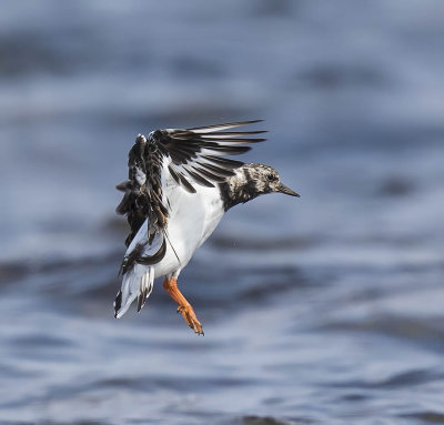 Turnstone