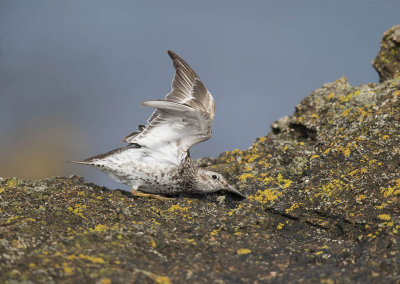 Purple Sandpiper