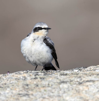 Wheatear