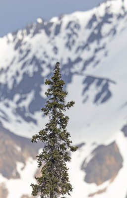 Northern Hawk Owl