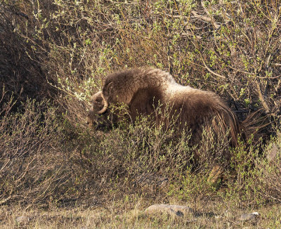 Musk Ox