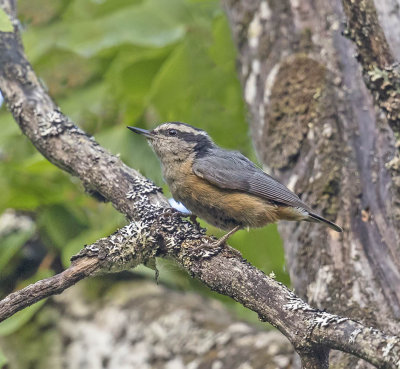 Red-breasted Nuthatch