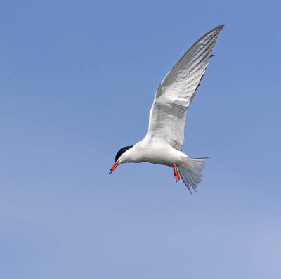 Common Tern 