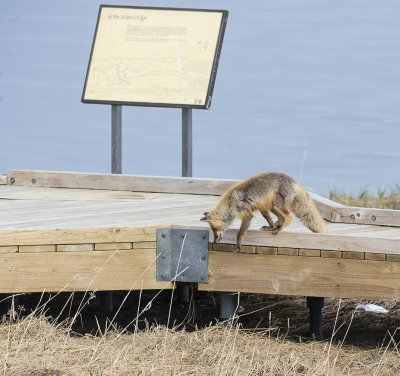 Red Fox