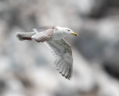 Glaucous-winged Gull (2nd s)