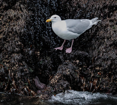 Glaucous-winged Gull