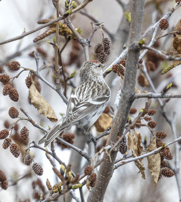 Arctic Redpoll